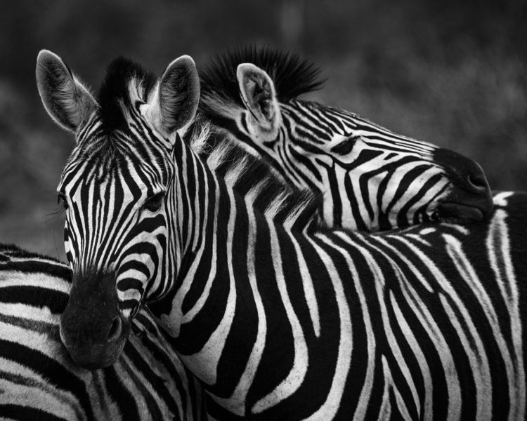 WhatsApp Image 2025-01-11 at 12.10.02 (1)