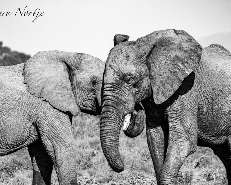 WhatsApp Image 2025-04-16 at 11.58.06